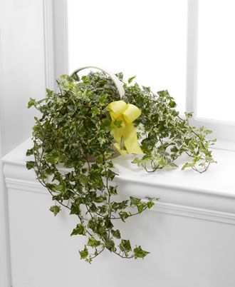Solace Ivy Planter