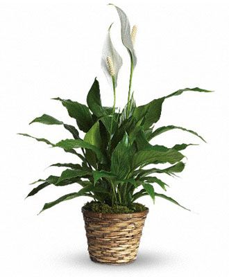 Simply Elegant Spathiphyllum - Small